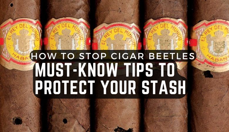 How to Stop Cigar Beetles: Must-Know Tips to Protect Your Stash
